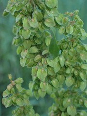 Rumex crispus