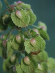 Rumex crispus