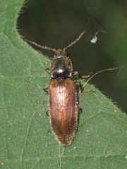 Elateridae