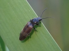 Elateridae
