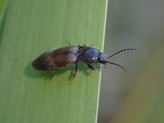 Elateridae