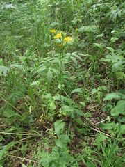 Crepis lyrata