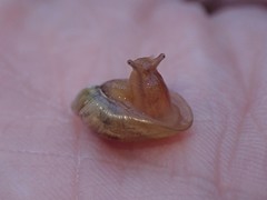 Gastropoda