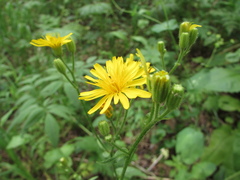 Crepis lyrata