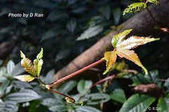 Tetrastigma planicaule