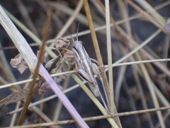 Orthoptera
