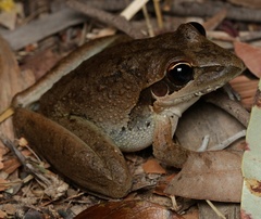 Litoria spaldingi