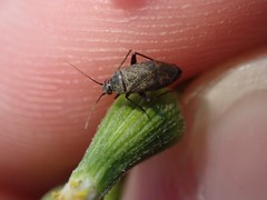 Miridae