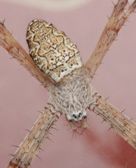 Argiope katherina