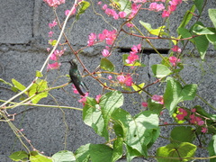 Cynanthus latirostris