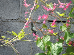 Cynanthus latirostris