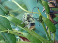 Bombus