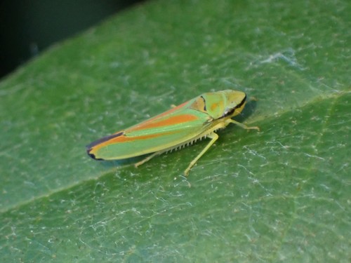 Rhododendron Leafhopper photo 4