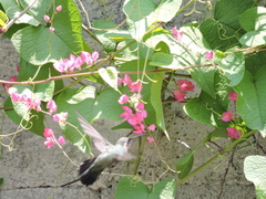 Cynanthus latirostris