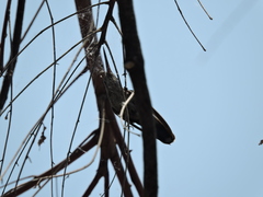 Cynanthus latirostris