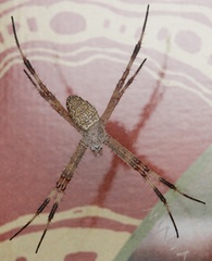 Argiope katherina
