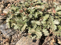 Potentilla subvahliana