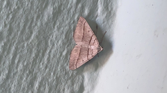 Scotopteryx