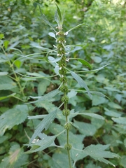 Leonurus quinquelobatus