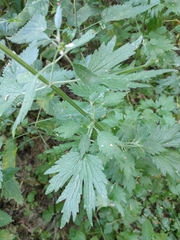 Leonurus quinquelobatus