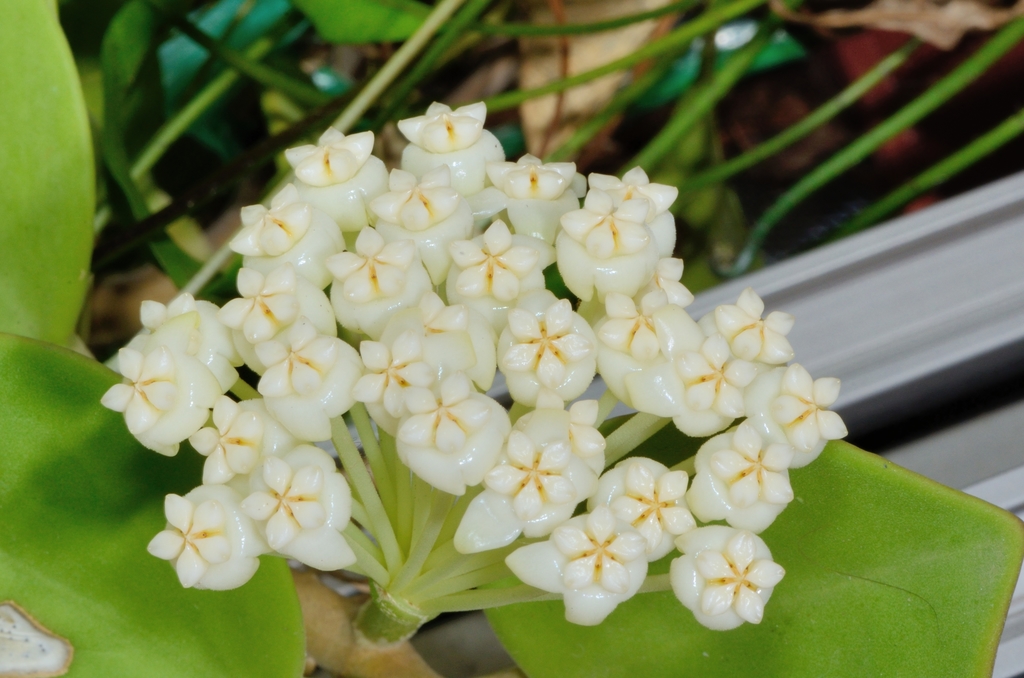 Hoya pachyclada (Hoya pachyclada)