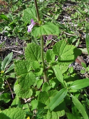 Stachys drummondii