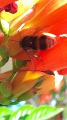 Bombus terrestris sassaricus