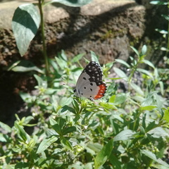 Talicada nyseus nyseus