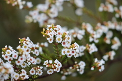 Thryptomene ericaea