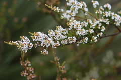 Thryptomene ericaea