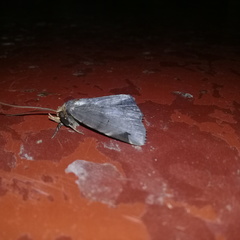 Mecodina