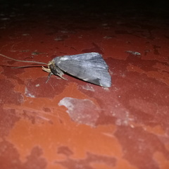 Mecodina