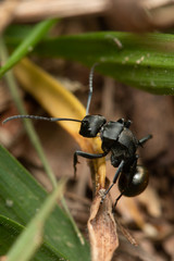 Polyrhachis tubifera