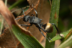 Polyrhachis tubifera