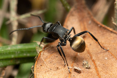 Polyrhachis tubifera