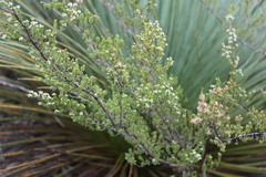 Thryptomene ericaea