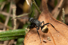 Polyrhachis tubifera
