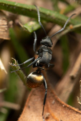 Polyrhachis tubifera