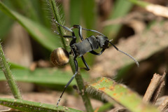 Polyrhachis tubifera