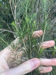 Melaleuca armillaris