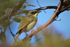 Lichenostomus cratitius