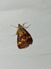 Pyrausta aurata