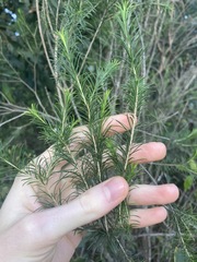 Melaleuca armillaris