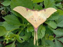 Actias parasinensis
