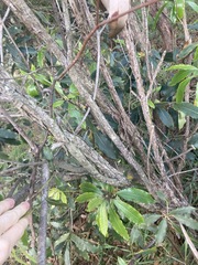 Melaleuca armillaris