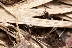 Iridomyrmex rufoniger