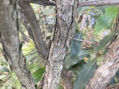 Melaleuca armillaris