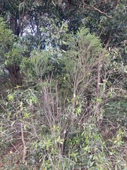 Melaleuca armillaris