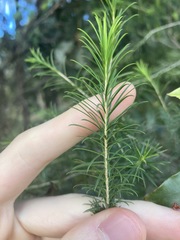Melaleuca armillaris