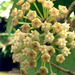 Hoya latifolia - Photo (c) epiforums,  זכויות יוצרים חלקיות (CC BY-NC-SA)